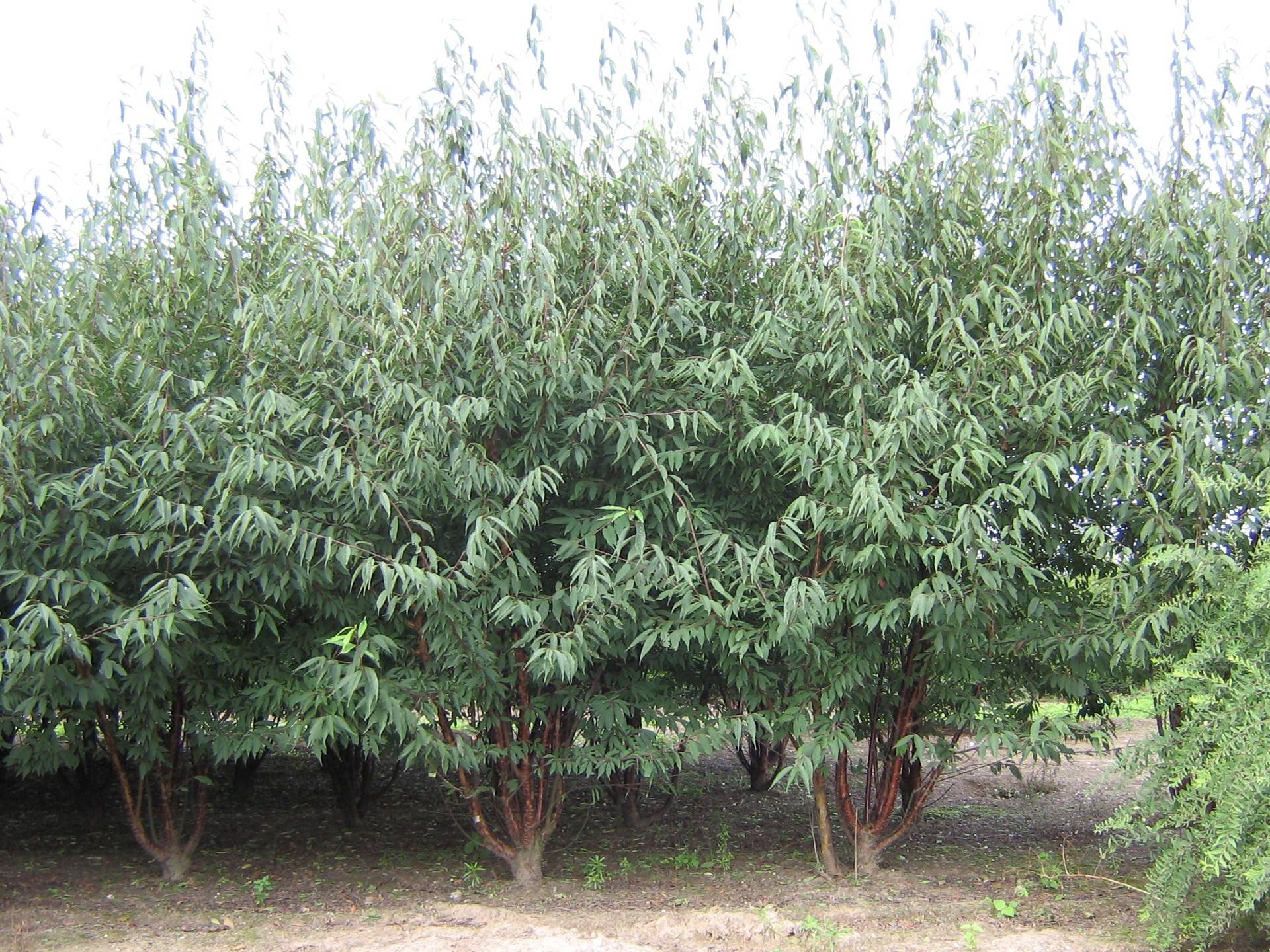 Prunus serrula_09